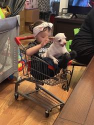 Lost Male Dog last seen Parr and Littler Dr SE, Rio Rancho, NM 87124