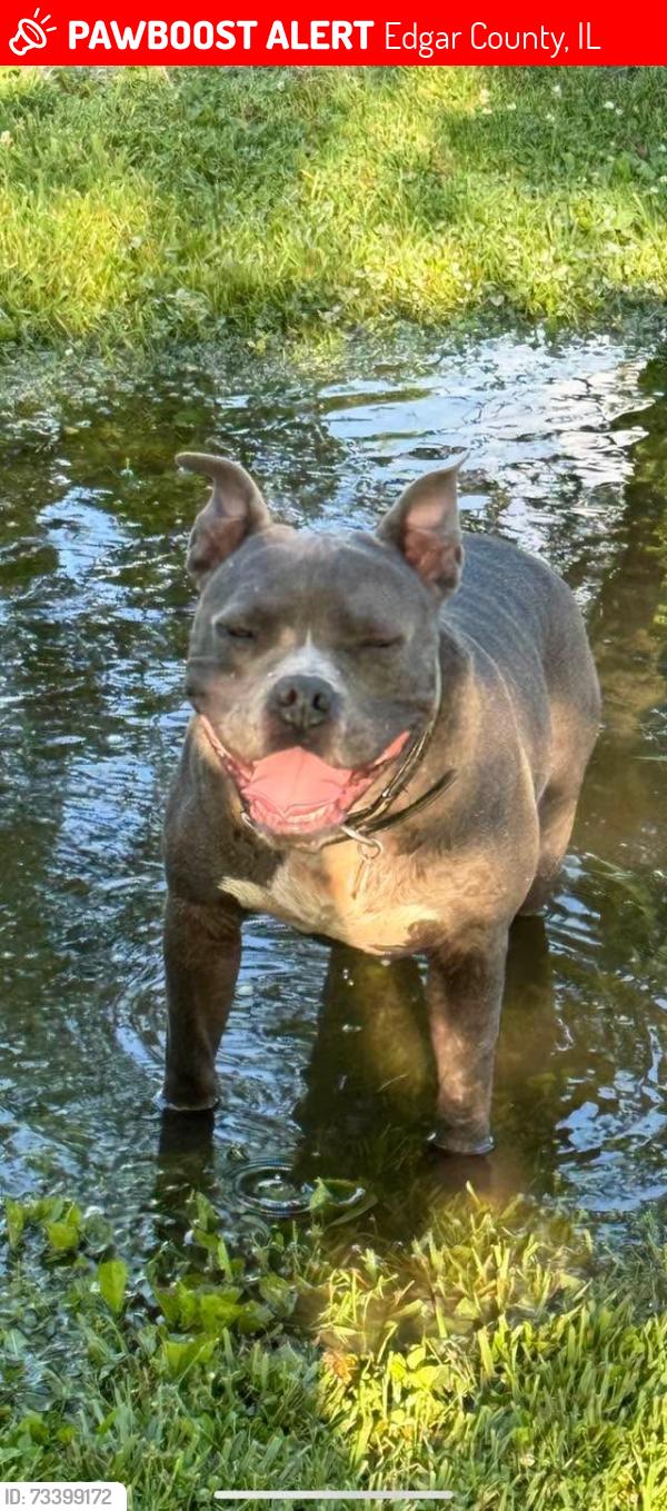 Lost Male Dog last seen Near E and 300 N Coach Rd, Edgar County, IL 61933