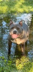 Lost Male Dog last seen Near E and 300 N Coach Rd, Edgar County, IL 61933