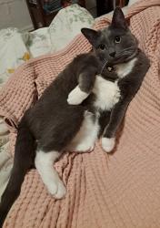 Reunited Female Cat last seen Home (9th St & Lincoln), Alameda, CA 94501