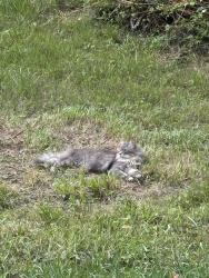 Lost Male Cat last seen Short Dix creek, Leicester, NC 28748