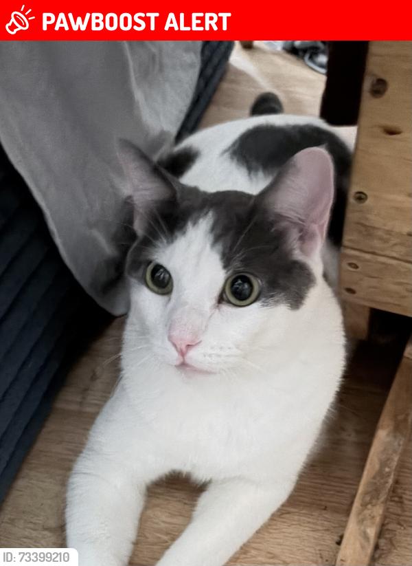 Lost Male Cat last seen hutchison, San Diego County, CA 92084