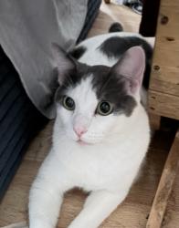 Lost Male Cat last seen hutchison, San Diego County, CA 92084