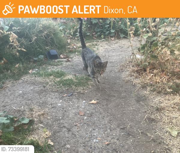 Found/Stray Male Cat last seen East D st. And Doyle Lane, Dixon, CA 95620