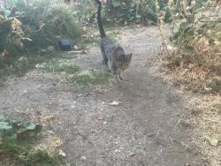 Found/Stray Male Cat last seen East D st. And Doyle Lane, Dixon, CA 95620
