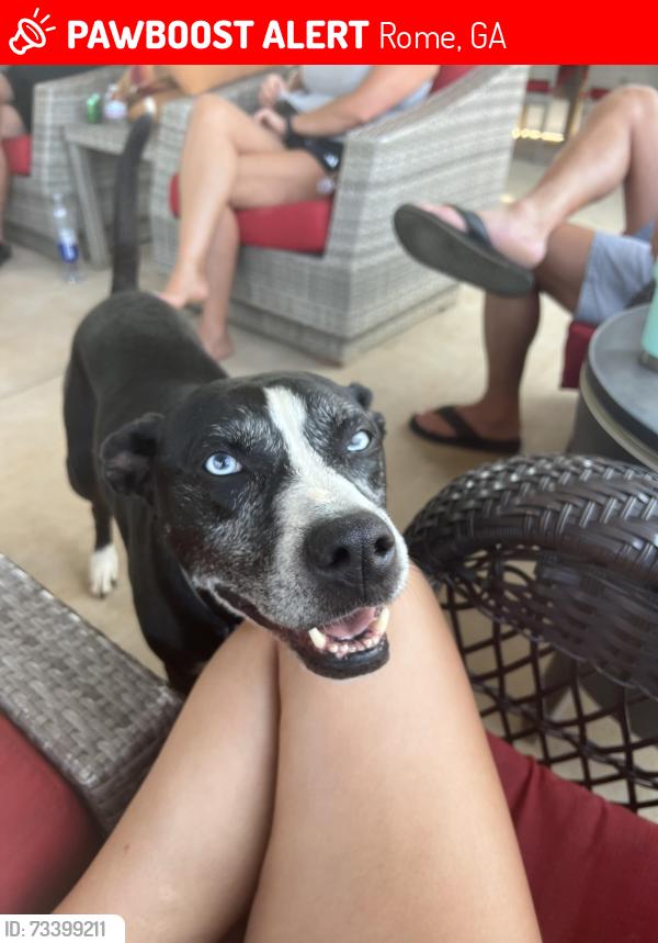 Lost Female Dog last seen Moran Lake Rd NE and Kimberly Dr, Rome, GA 30161