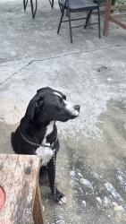 Found/Stray Female Dog last seen cypresswood, Spring, TX 77373