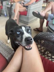 Lost Female Dog last seen Moran Lake Rd NE and Kimberly Dr, Rome, GA 30161