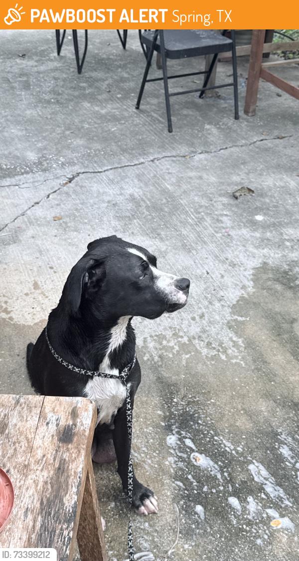 Found/Stray Female Dog last seen cypresswood, Spring, TX 77373