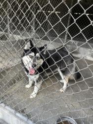 Reunited Unknown Dog last seen Walnut Grove Ave, Rosemead, CA 91770