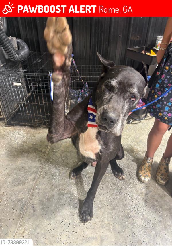 Lost Male Dog last seen Moran Lake Rd NE and Kimberly Dr, Rome, GA 30161