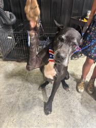 Lost Male Dog last seen Moran Lake Rd NE and Kimberly Dr, Rome, GA 30161