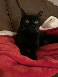 Lost Female Cat last seen Walnut Street and Second Street, Fairfax, VA 22030, Fairfax, VA 22030