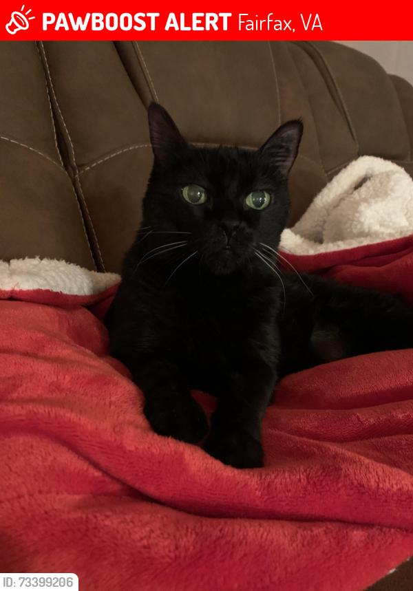 Lost Female Cat last seen Walnut Street and Second Street, Fairfax, VA 22030, Fairfax, VA 22030