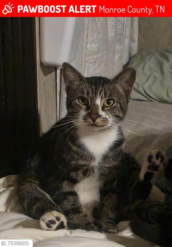Lost Male Cat last seen Old 68, Monroe County, TN 37354