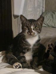 Lost Male Cat last seen Old 68, Monroe County, TN 37354