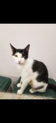 Lost Female Cat last seen Brighton 5th street and Brighton 5th court Brooklyn NY 11235, Brooklyn, NY 11235