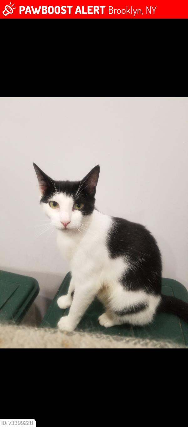 Lost Female Cat last seen Brighton 5th street and Brighton 5th court Brooklyn NY 11235, Brooklyn, NY 11235