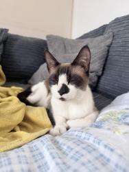 Found/Stray Female Cat last seen Kenton station, Greater London, England HA3 8AL