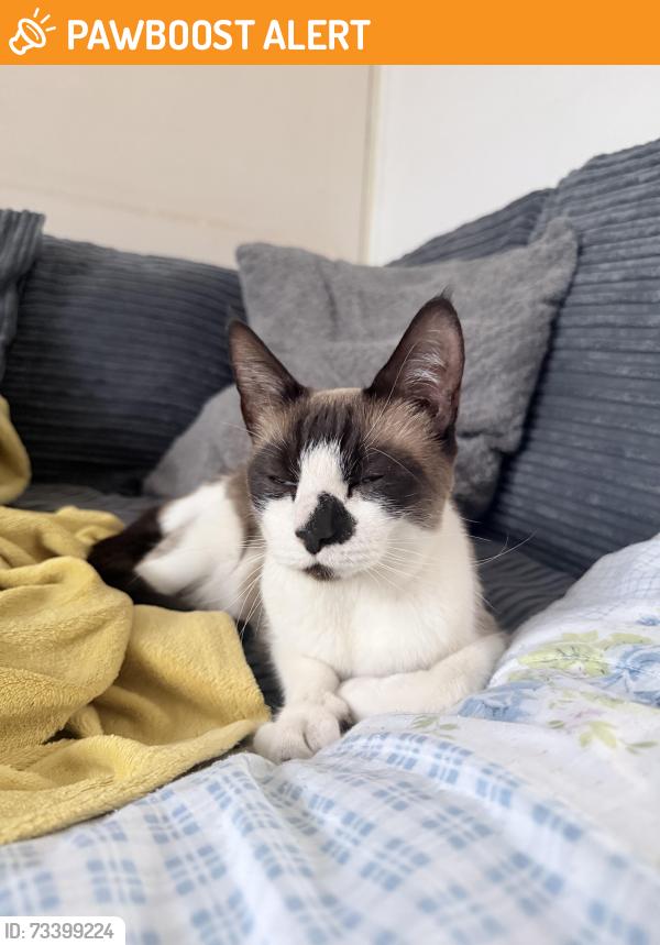 Found/Stray Female Cat last seen Kenton station, Greater London, England HA3 8AL