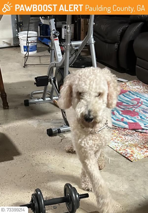 Found/Stray Female Dog last seen Nebo Elementary School, Paulding County, GA 30134
