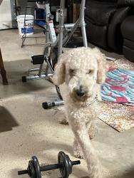 Found/Stray Female Dog last seen Nebo Elementary School, Paulding County, GA 30134