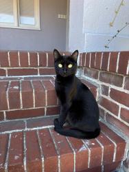Reunited Female Cat last seen Ellsworth and Poplar, San Mateo, CA 94401