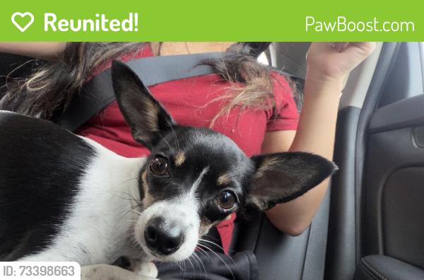 Reunited Female Dog last seen Romeoville, IL, USA, Romeoville, IL 60446
