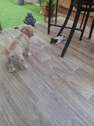 Lost Male Dog last seen Usa, Thornton, CO 80233