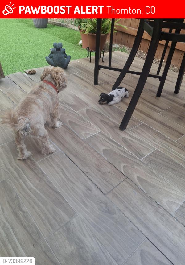 Lost Male Dog last seen Usa, Thornton, CO 80233