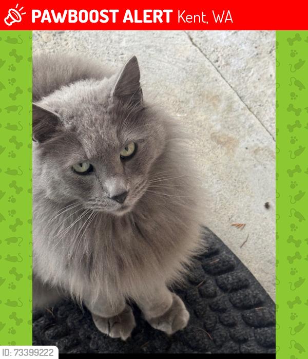 Lost Male Cat last seen 214th st, Kent, WA 98030