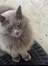 Lost Male Cat last seen 214th st, Kent, WA 98030