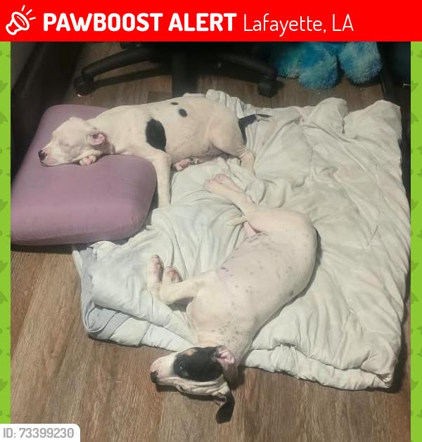 Lost Male Dog last seen Cerca de la dds, Lafayette, LA 70501