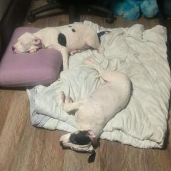 Lost Male Dog last seen Cerca de la dds, Lafayette, LA 70501