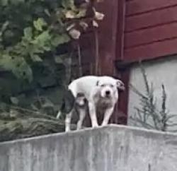 Found/Stray Male Dog last seen Rowena Av & Checkerberry Ln (near overpass), Durham, NC 27703