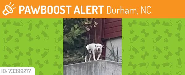 Found/Stray Male Dog last seen Rowena Av & Checkerberry Ln (near overpass), Durham, NC 27703