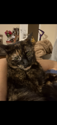 Reunited Female Cat last seen Emerson ln, Westmoreland, TN 37186