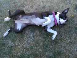 Lost Female Dog last seen Vashon, Port Angeles, WA 98362