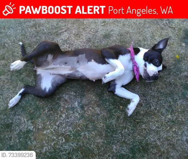 Lost Female Dog last seen Vashon, Port Angeles, WA 98362