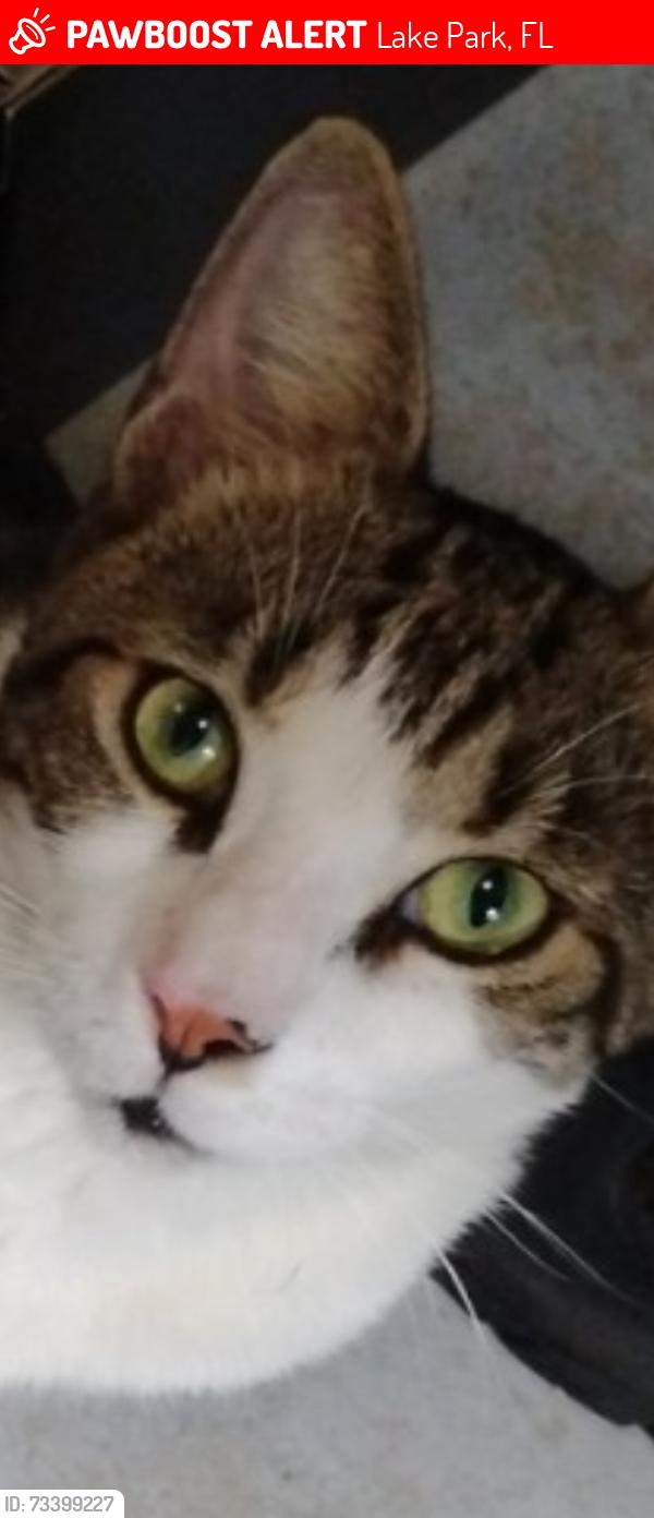 Lost Male Cat last seen Old Dixie and North Killian drive, Lake Park, FL 33403
