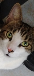 Lost Male Cat last seen Old Dixie and North Killian drive, Lake Park, FL 33403