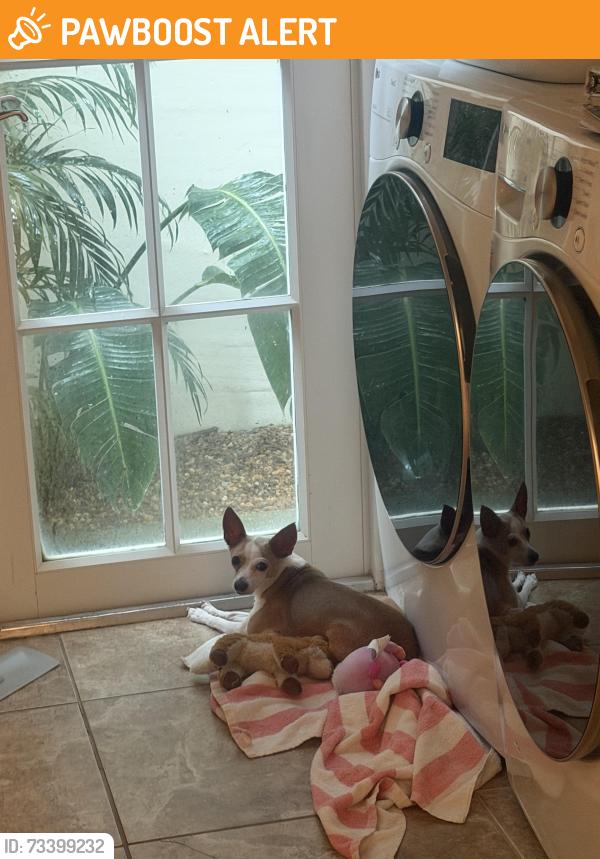 Found/Stray Female Dog last seen Colonial road and Dixie hwy, West Palm Beach, FL 33405