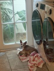 Found/Stray Female Dog last seen Colonial road and Dixie hwy, West Palm Beach, FL 33405