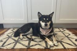 Reunited Female Dog last seen Gullstrand & Werner, San Diego, CA 92122