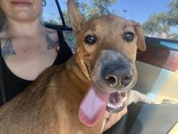 Reunited Male Dog last seen Near Ave and Olive, Glendale, AZ 85302