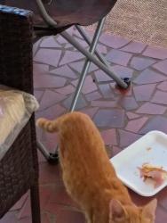 Found/Stray Unknown Cat last seen Last even # block Hickory Street NE ROME GA 30161 in Celanese village, Rome, GA 30161
