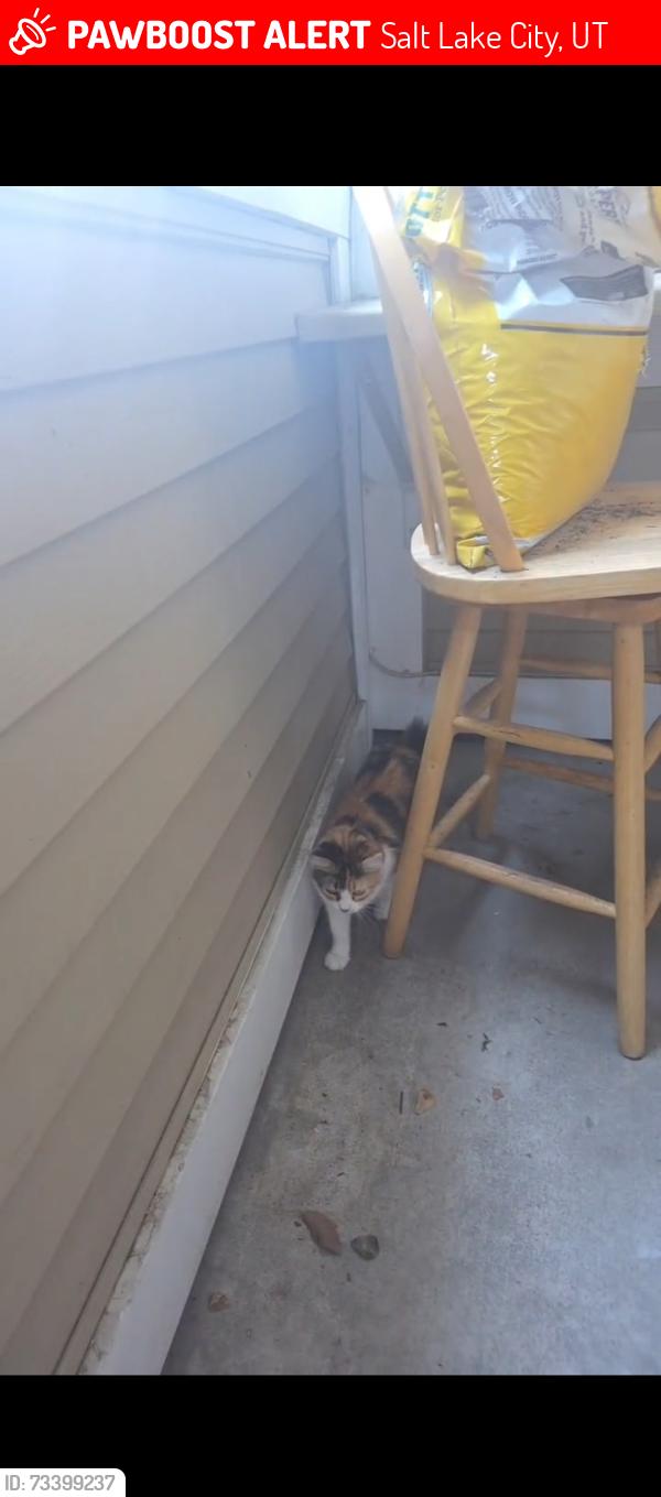 Lost Female Cat last seen Near e, 700 e, 3900 south and 4050 south, Salt Lake City, UT 84107