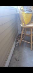 Lost Female Cat last seen Near e, 700 e, 3900 south and 4050 south, Salt Lake City, UT 84107