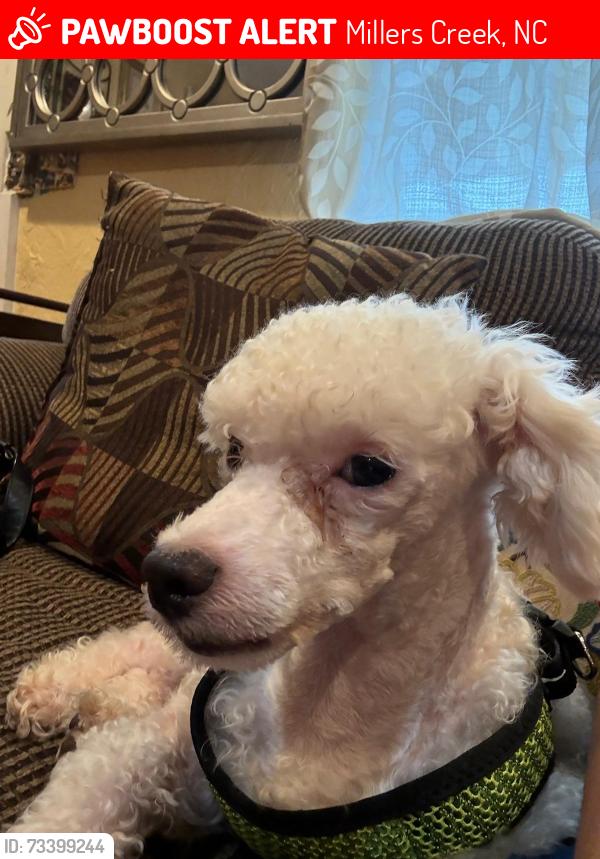 Lost Male Dog last seen Arbor grove church road, Millers Creek, NC 28651