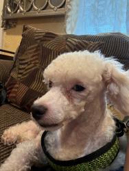 Lost Male Dog last seen Arbor grove church road, Millers Creek, NC 28651